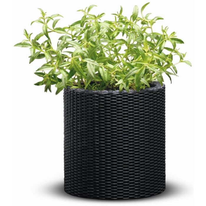 Lillepott Cylinder L antratsiit - Image 2