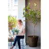 Lillepott Conic 56l pruun Keter - Image 3