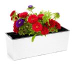 Rõdukast Begonia Dluto, valge