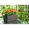 Rõdukast Begonia Rotang, valge - Image 4